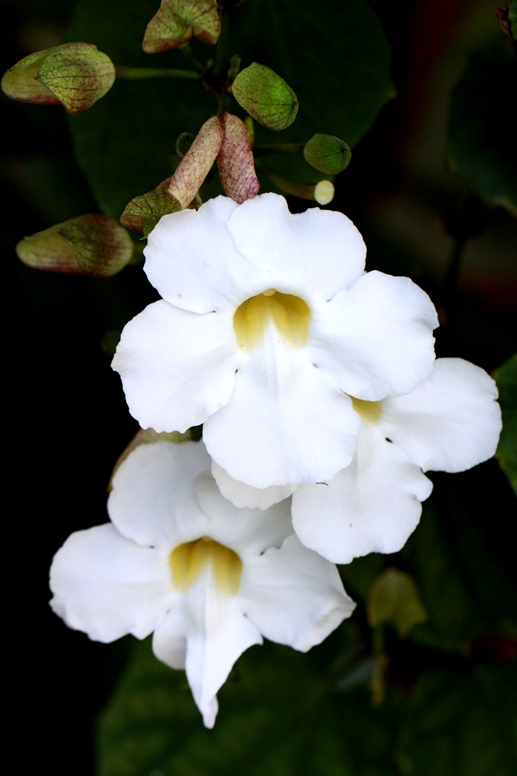 thunbergia